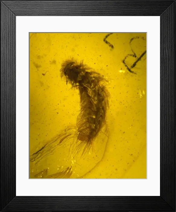 Framed Print : Millipede in amber Framed Print : Millipede in amber