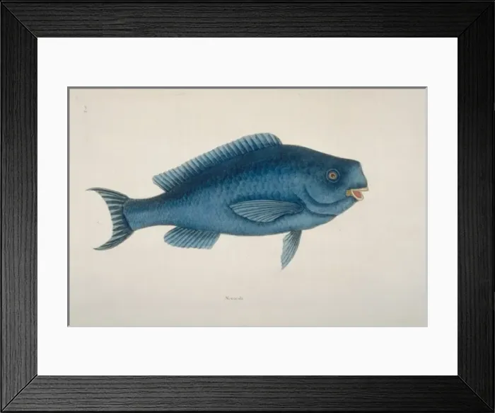 Framed Print : Scarus coeruleus, blue parrotfish Framed Print : Scarus coeruleus, blue parrotfish