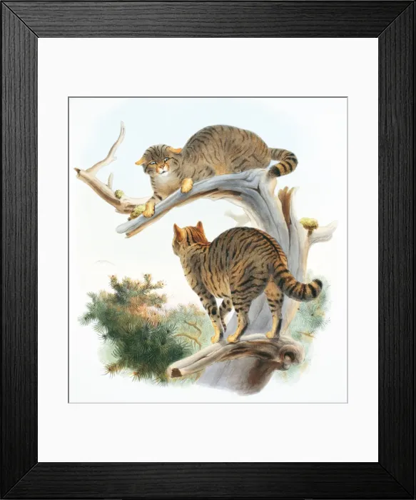 Framed Print : Felis silvestris silvestris, European wildcat Framed Print : Felis silvestris silvestris, European wildcat