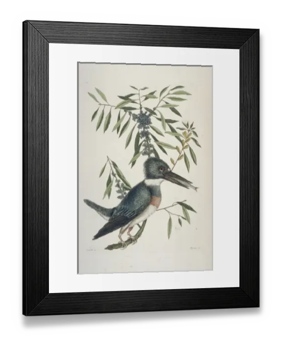 Framed Print : Megaceryle alcyon, belted kingfisher Framed Print : Megaceryle alcyon, belted kingfisher