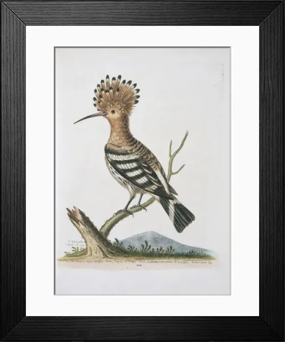 Framed Print : Upupa epops, common hoopoe Framed Print : Upupa epops, common hoopoe