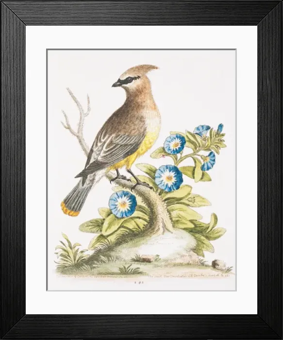 Framed Print : Bombycilla garrulus, bohemian waxwing Framed Print : Bombycilla garrulus, bohemian waxwing