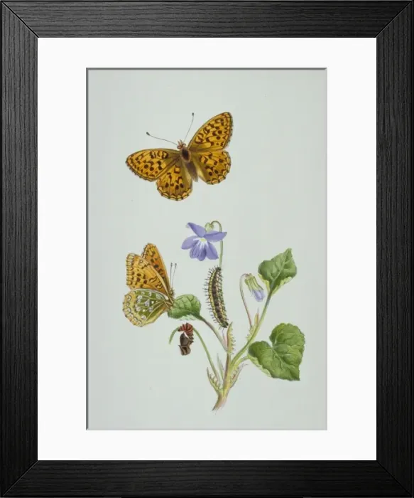 Framed Print : Argynnis aglaja, dark green fritillary Framed Print : Argynnis aglaja, dark green fritillary