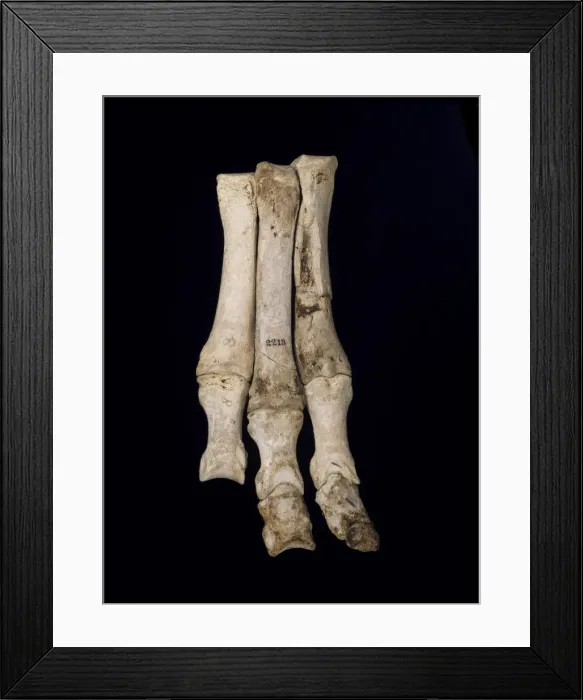 Framed Print : Foot of Macrauchenia patachonica Framed Print : Foot of Macrauchenia patachonica