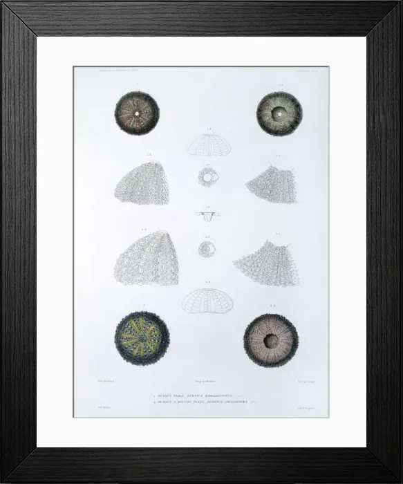 Framed Print : Sea urchins Framed Print : Sea urchins