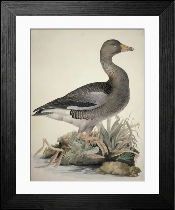 Framed Print : Anser anser, greylag goose Framed Print : Anser anser, greylag goose