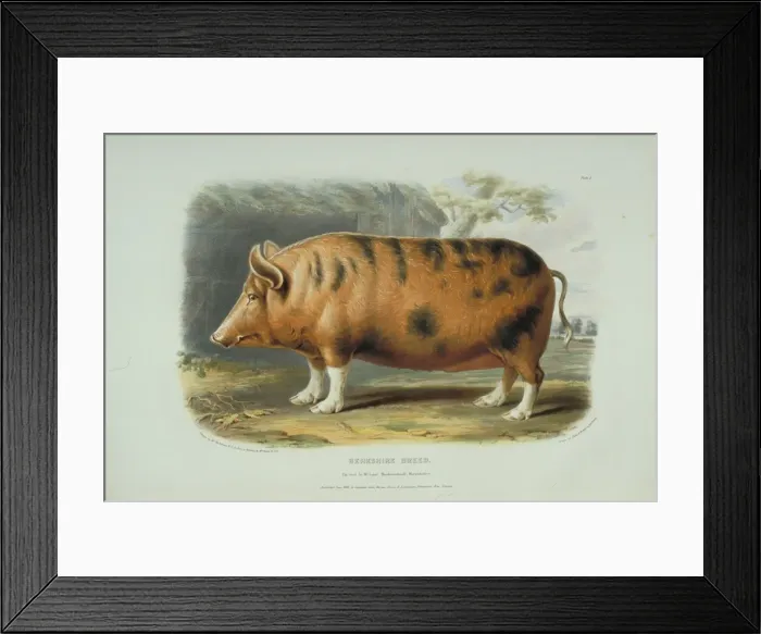 Framed Print : Sus domesticus, pig Framed Print : Sus domesticus, pig