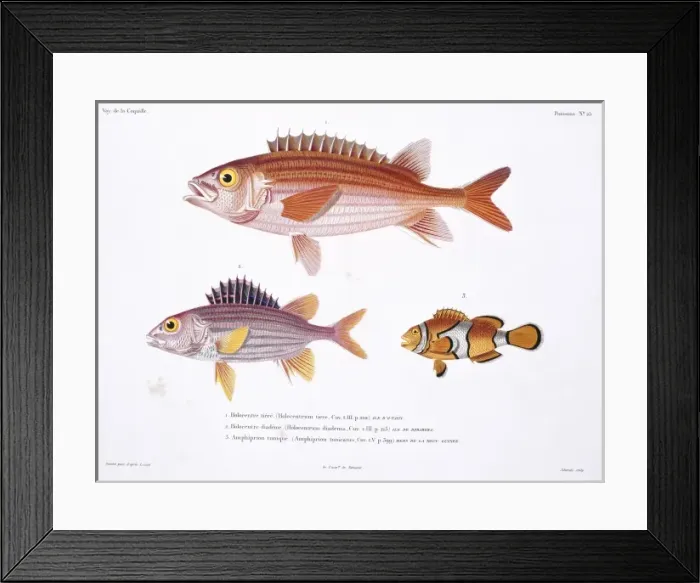 Framed Print : Sargocentron hastatum, red squirrelfish, Amphiprion percula Framed Print : Sargocentron hastatum, red squirrelfish, Amphiprion percula