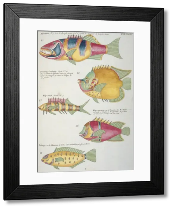 Framed Print : Colourful illustration of five fish Framed Print : Colourful illustration of five fish