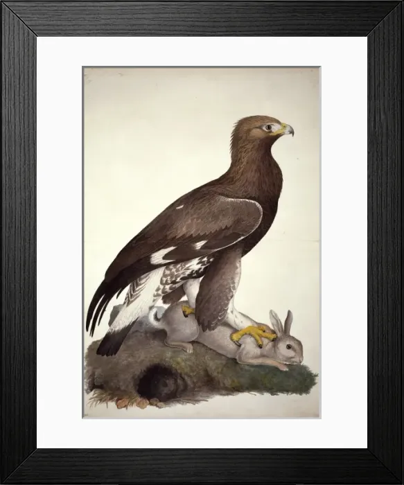 Framed Print : Aquila chrysaetos, golden eagle Framed Print : Aquila chrysaetos, golden eagle