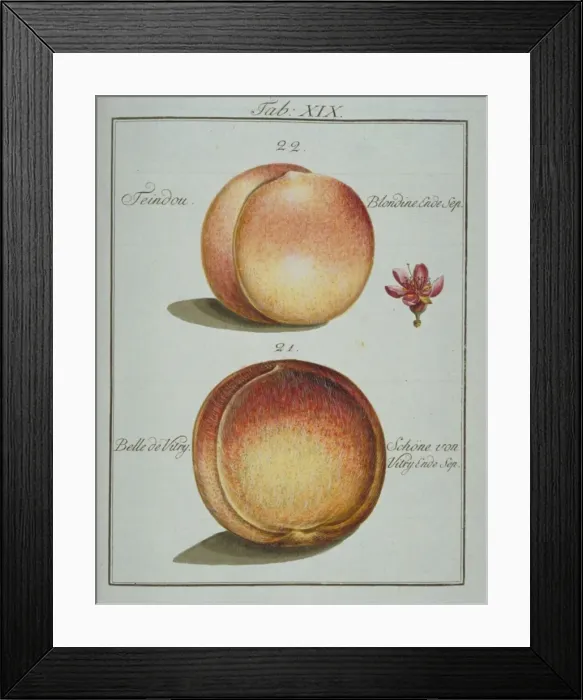 Framed Print : Prunus sp. (22) teindou peach (23) belle de vitry peach Framed Print : Prunus sp. (22) teindou peach (23) belle de vitry peach