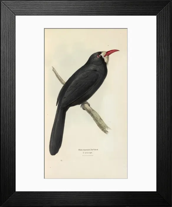 Framed Print : White-fronted Nunbird Framed Print : White-fronted Nunbird