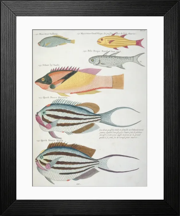 Framed Print : Colourful illustration of six fish Framed Print : Colourful illustration of six fish