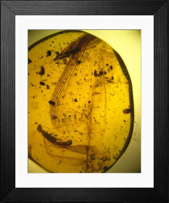Framed Print : Termites in Dominican amber Framed Print : Termites in Dominican amber