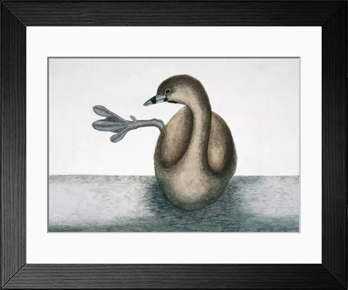 Framed Print : Podilymbus podiceps, pied-billed grebe Framed Print : Podilymbus podiceps, pied-billed grebe