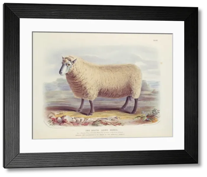 Framed Print : Ovis aries, sheep Framed Print : Ovis aries, sheep