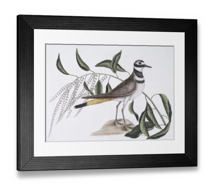 Framed Print : Charadrius vociferus, kildeer Framed Print : Charadrius vociferus, kildeer