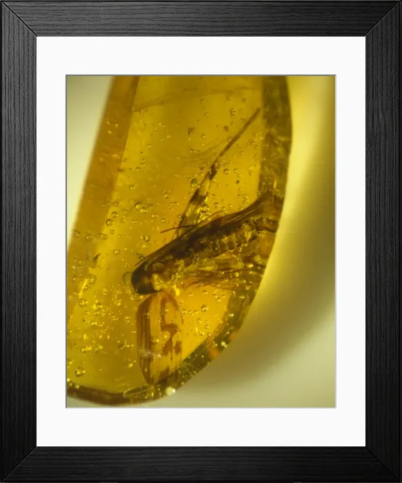 Framed Print : Cricket in amber Framed Print : Cricket in amber