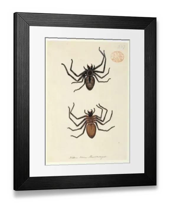 Framed Print : Spider illustration Framed Print : Spider illustration