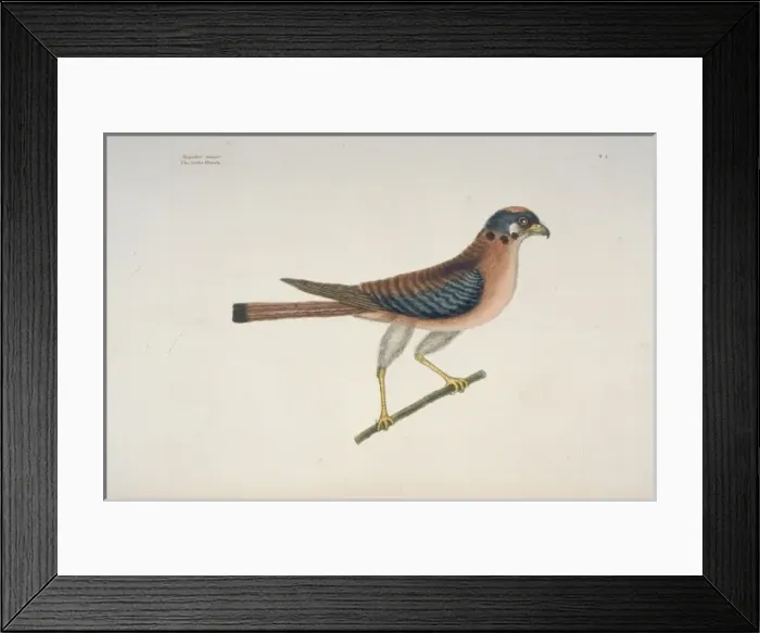 Framed Print : Falco sparverius, American kestrel Framed Print : Falco sparverius, American kestrel