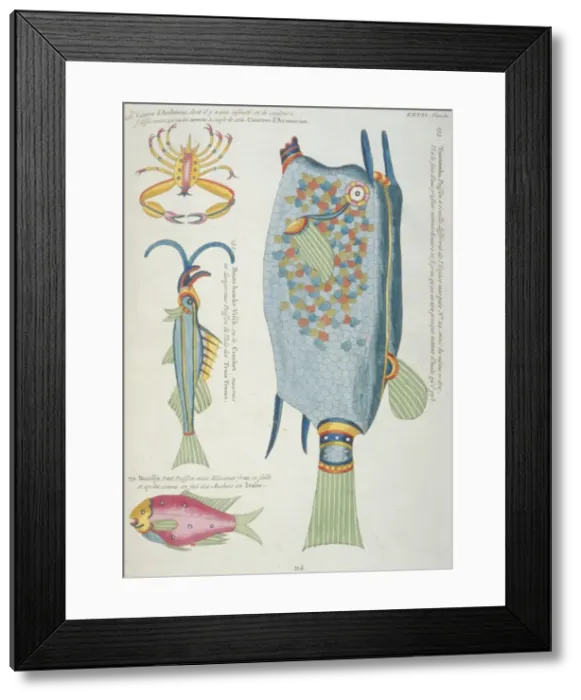 Framed Print : Colourful illustration of three fish and a crustacean Framed Print : Colourful illustration of three fish and a crustacean