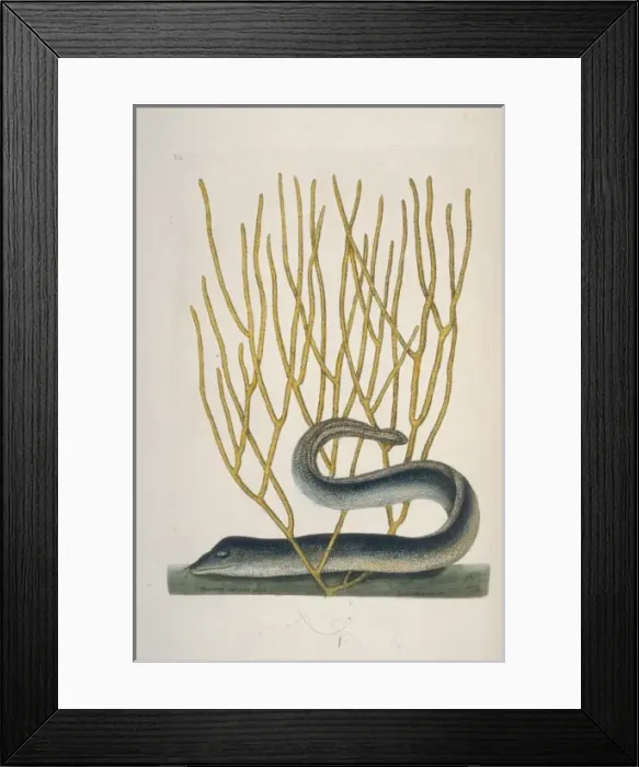 Framed Print : Gymnothorax funebris, green moray Framed Print : Gymnothorax funebris, green moray