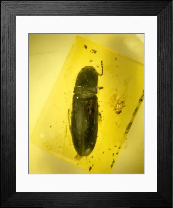 Framed Print : Click beetle in amber Framed Print : Click beetle in amber