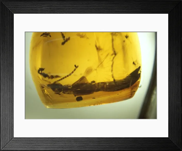Framed Print : Earwig in amber Framed Print : Earwig in amber