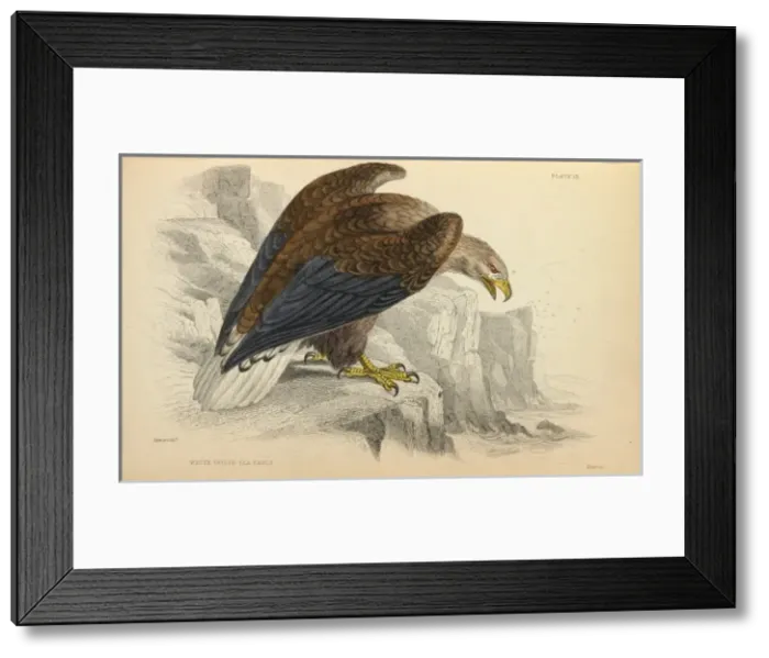 Framed Print : White-tailed Eagle Framed Print : White-tailed Eagle