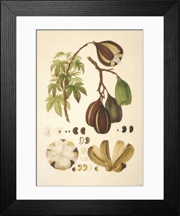Framed Print : Cochlospermum gillivraei, kapok tree Framed Print : Cochlospermum gillivraei, kapok tree