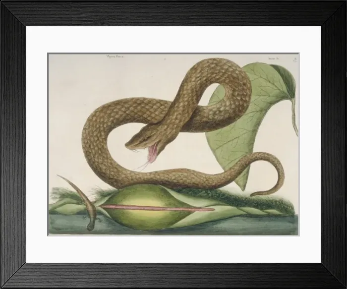 Framed Print : Crotalus sp. brown viper Framed Print : Crotalus sp. brown viper