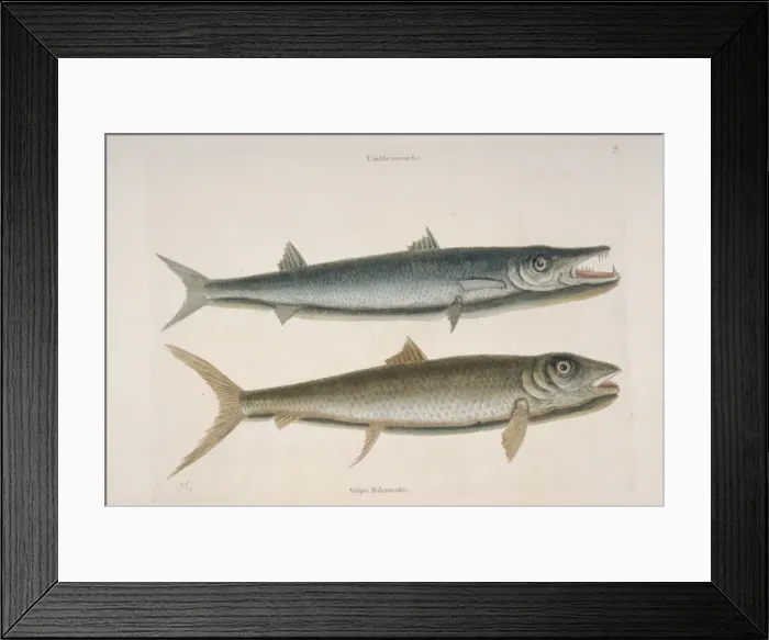 Framed Print : Thyrsites atun, barracuda & Albula vulpes, vulpis Framed Print : Thyrsites atun, barracuda & Albula vulpes, vulpis