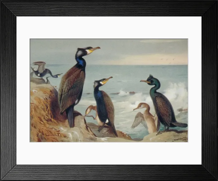 Framed Print : Phalacrocorax carbo, great cormorant, Phalacrocorax aristote Framed Print : Phalacrocorax carbo, great cormorant, Phalacrocorax aristote