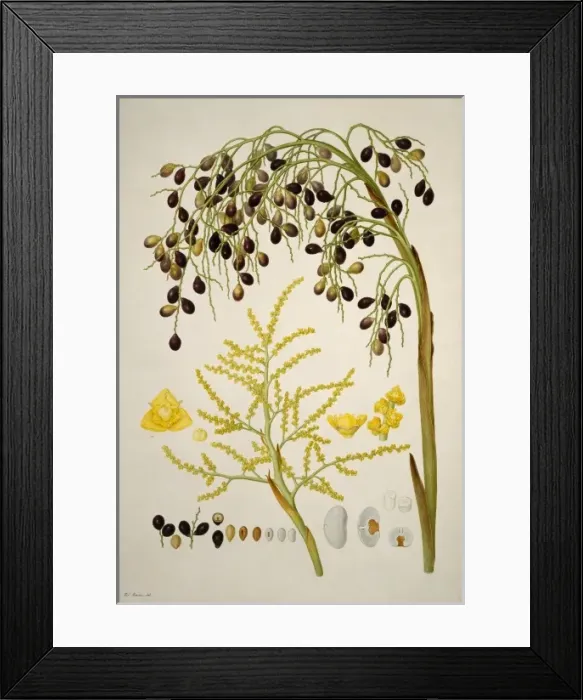 Framed Print : Livistona humilis, sand palm Framed Print : Livistona humilis, sand palm