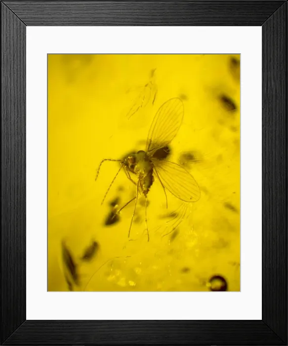 Framed Print : Moth fly in amber Framed Print : Moth fly in amber