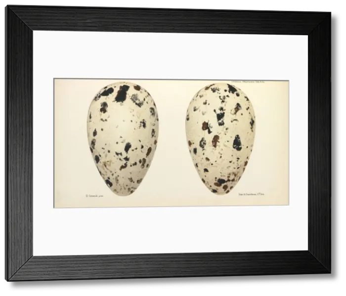 Framed Print : Great Auk Eggs Framed Print : Great Auk Eggs