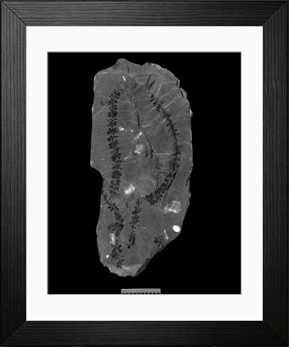 Framed Print : Fossil Sphenophyllum Framed Print : Fossil Sphenophyllum