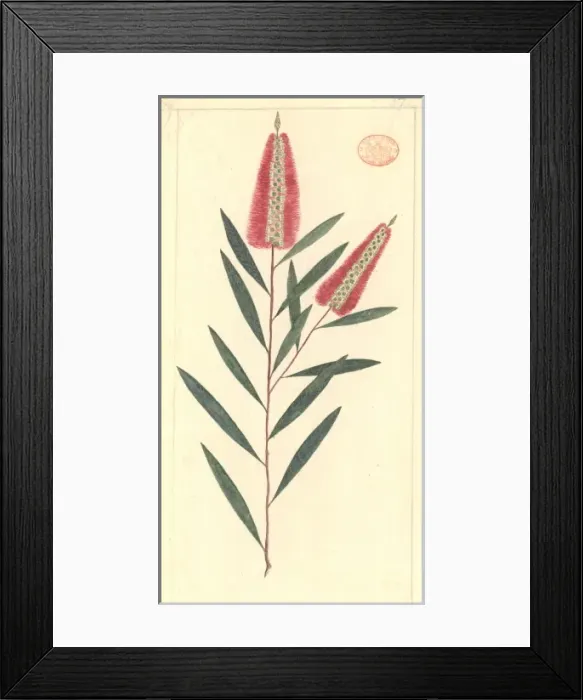 Framed Print : Callistemon linearifolius, bottlebrush Framed Print : Callistemon linearifolius, bottlebrush