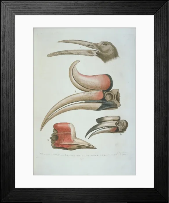 Framed Print : Detail of bird beaks Framed Print : Detail of bird beaks