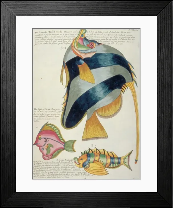 Framed Print : Colourful illustration of three fish Framed Print : Colourful illustration of three fish