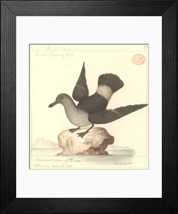 Framed Print : Larus pacificus, pacific gull Framed Print : Larus pacificus, pacific gull