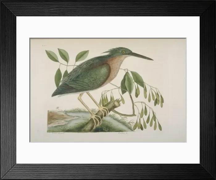 Framed Print : Butorides virescens, green heron Framed Print : Butorides virescens, green heron