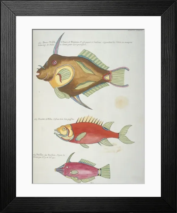 Framed Print : Colourful illustration of three fish Framed Print : Colourful illustration of three fish