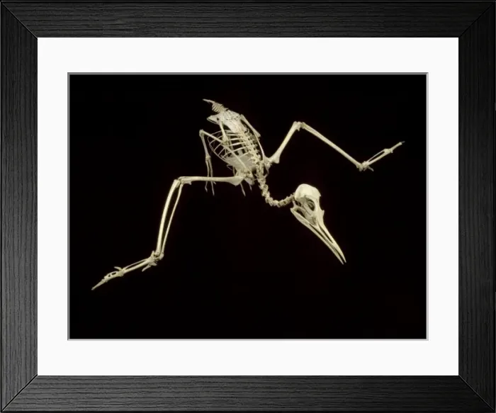 Framed Print : Sterna hirundo, common tern Framed Print : Sterna hirundo, common tern