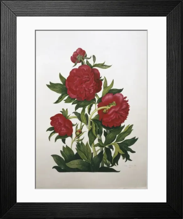 Framed Print : Paeonia sp. peony Framed Print : Paeonia sp. peony