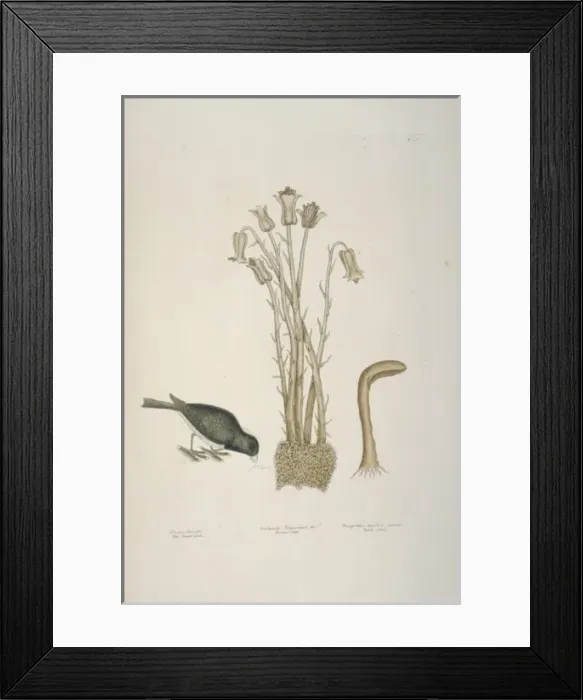 Framed Print : Junco hyemalis, dark-eyed junco Framed Print : Junco hyemalis, dark-eyed junco