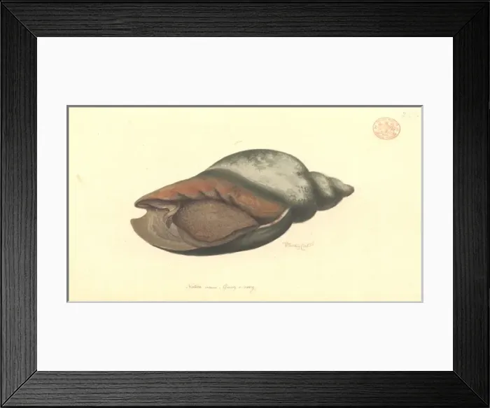 Framed Print : Volute shell Framed Print : Volute shell