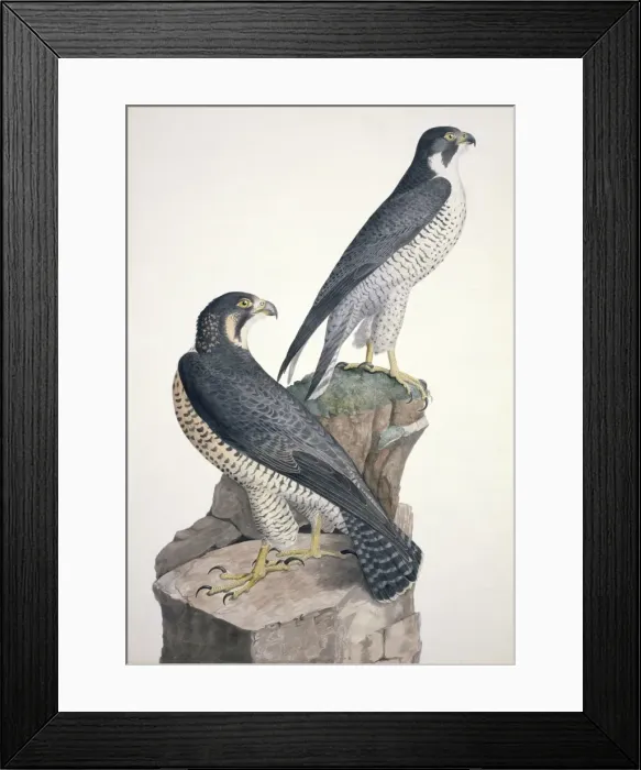 Framed Print : Falco peregrinus, peregrine palcon Framed Print : Falco peregrinus, peregrine palcon
