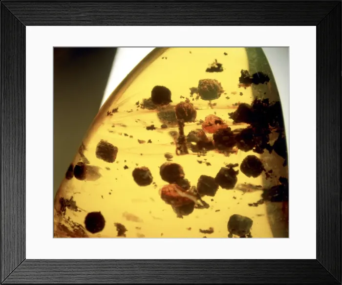 Framed Print : Insect droppings in Dominican amber Framed Print : Insect droppings in Dominican amber
