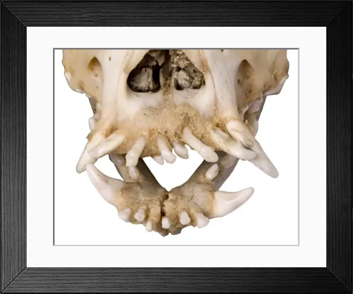 Framed Print : Bulldog cranium 2004 Framed Print : Bulldog cranium 2004